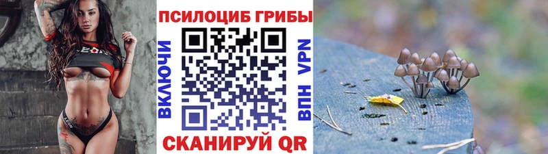 Псилоцибиновые грибы Cubensis  купить закладку  Светогорск 